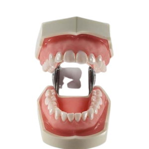 فم وأسنان تعليمي (Typodont)